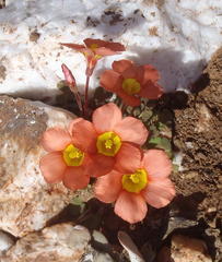 Oxalis fergusonae
