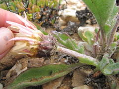 Arctotis campanulata