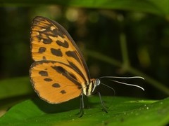 Tithorea harmonia