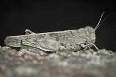 Cratypedes lateritius