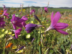 Ixia ramulosa