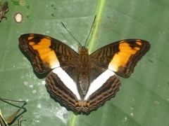 Adelpha capucinus capucinus