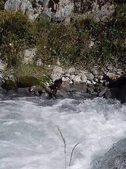 Merganetta armata armata