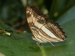 Adelpha capucinus capucinus