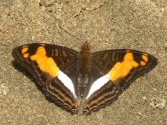 Adelpha thesprotia