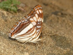 Adelpha thesprotia