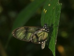 Callithomia lenea