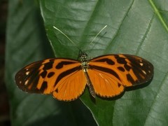 Heliconius pardalinus maeon