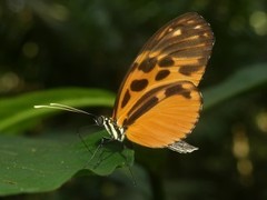 Heliconius pardalinus maeon