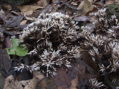 Thelephora ramarioides
