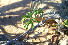 Pelargonium luteolum