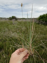 Setaria sphacelata torta