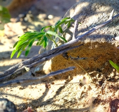 Pelargonium luteolum