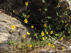 Jamesbrittenia pedunculosa