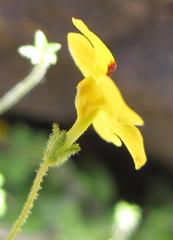 Jamesbrittenia pedunculosa