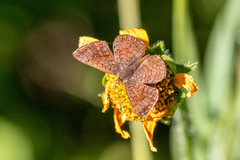 Calephelis arizonensis