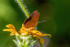 Calephelis arizonensis