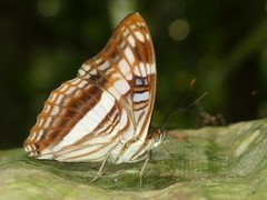 Adelpha fabricia