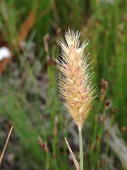 Setaria sphacelata torta