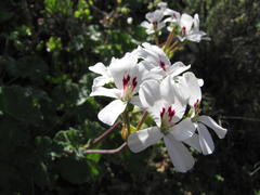 Pelargonium echinatum