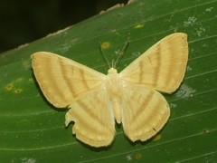 Astraeodes areuta