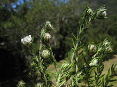 Phylica callosa