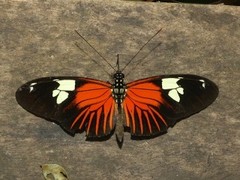 Heliconius burneyi