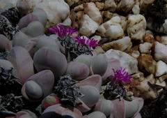 Gibbaeum pubescens