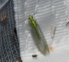 Chrysoperla pudica-group