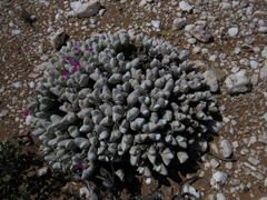 Gibbaeum pubescens
