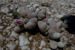 Gibbaeum pubescens