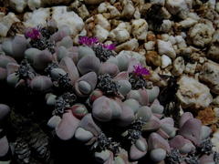 Gibbaeum pubescens