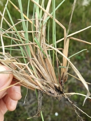 Setaria sphacelata torta