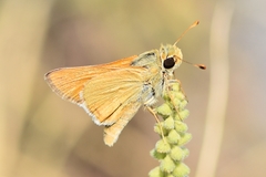 Hesperia leonardus pawnee