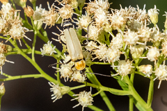 Chauliognathus misellus