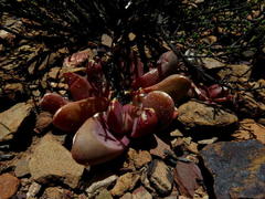 Glottiphyllum