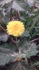 Taraxacum officinale