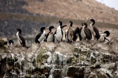 Leucocarbo bougainvillii