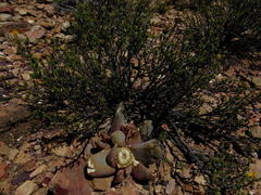 Glottiphyllum