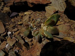Glottiphyllum