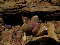 Glottiphyllum