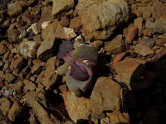 Glottiphyllum