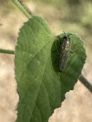 Agaeocera scintillans