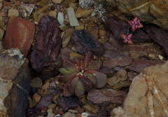 Glottiphyllum