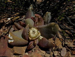 Glottiphyllum