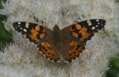 Vanessa cardui