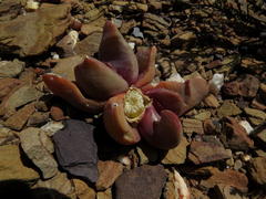 Glottiphyllum