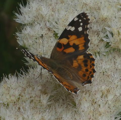 Vanessa cardui