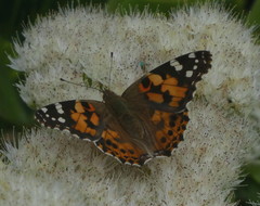 Vanessa cardui