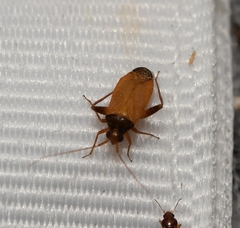 Phytocoris ramosus